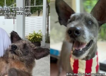 Rescue Dog Found Beaten & Abandoned Learns His Story Isn’t Just Over Yet