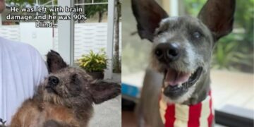 Rescue Dog Found Beaten & Abandoned Learns His Story Isn’t Just Over Yet