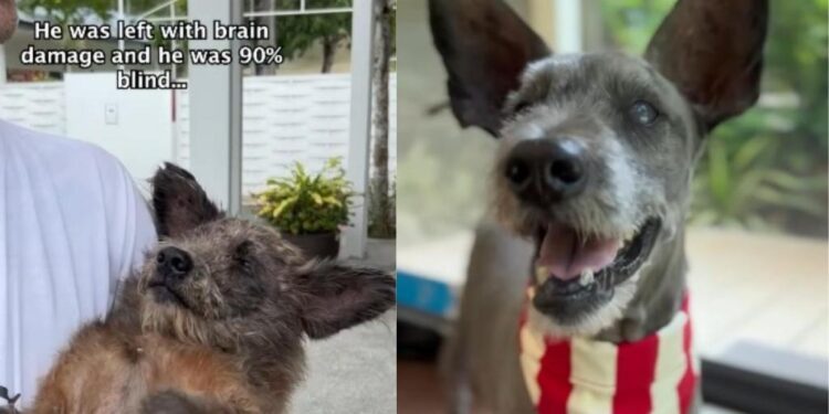 Rescue Dog Found Beaten & Abandoned Learns His Story Isn’t Just Over Yet