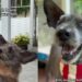 Rescue Dog Found Beaten & Abandoned Learns His Story Isn’t Just Over Yet