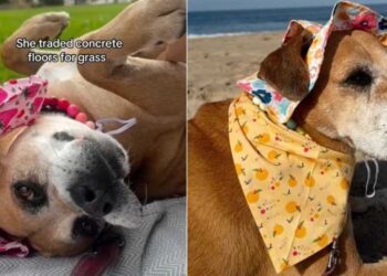 Shelter Dog Desperately Avoids Returning to Kennel, Knowing Her Foster Is Waiting With Open Arms