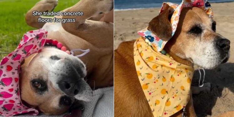 Shelter Dog Desperately Avoids Returning to Kennel, Knowing Her Foster Is Waiting With Open Arms