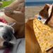 Shelter Dog Desperately Avoids Returning to Kennel, Knowing Her Foster Is Waiting With Open Arms