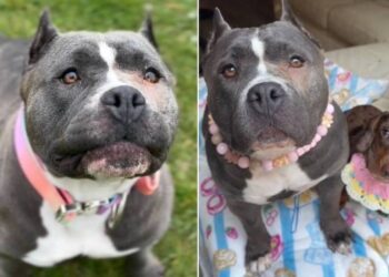 Mama Rescue Dog Never Got To Keep Her Babies & Whines as She Searches for Them Until This Happens