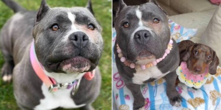 Mama Rescue Dog Never Got To Keep Her Babies & Whines as She Searches for Them Until This Happens