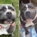 Mama Rescue Dog Never Got To Keep Her Babies & Whines as She Searches for Them Until This Happens