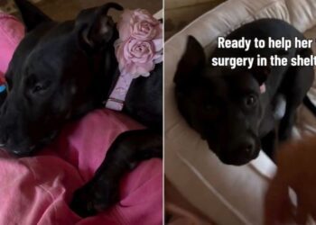 Shelter Dog’s Injury Is No Fault of Hers, but It Has Humans Viewing Her Differently