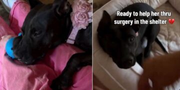 Shelter Dog’s Injury Is No Fault of Hers, but It Has Humans Viewing Her Differently