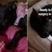 Shelter Dog’s Injury Is No Fault of Hers, but It Has Humans Viewing Her Differently