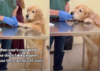 Mom Is Convinced Golden Retriever Fakes His Injuries for This Reason