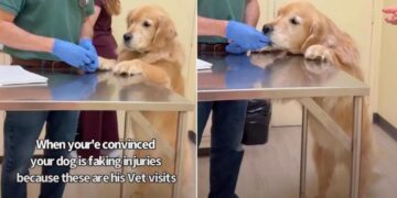Mom Is Convinced Golden Retriever Fakes His Injuries for This Reason