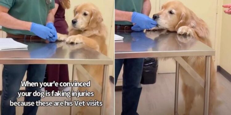 Mom Is Convinced Golden Retriever Fakes His Injuries for This Reason
