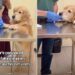 Mom Is Convinced Golden Retriever Fakes His Injuries for This Reason