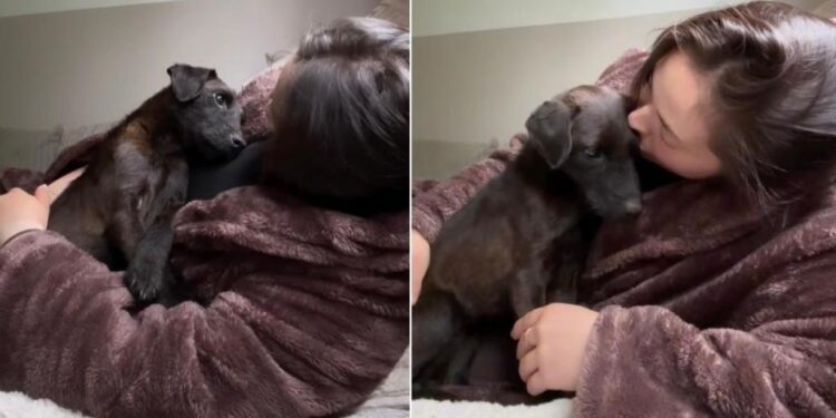 Rescue Pup Climbs Into Mom’s Arms Like She’s Finally Found the Home She Always Deserved