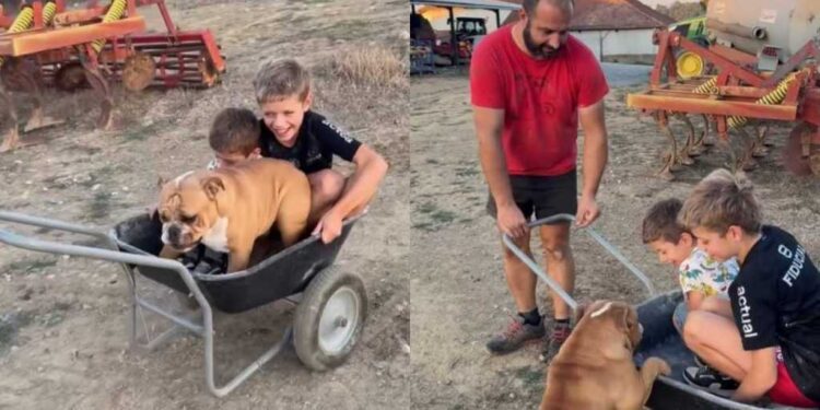 Dog Hops Into a Cart With His Buddies for a Sweet Little Ride While Dad Pulls Them Along