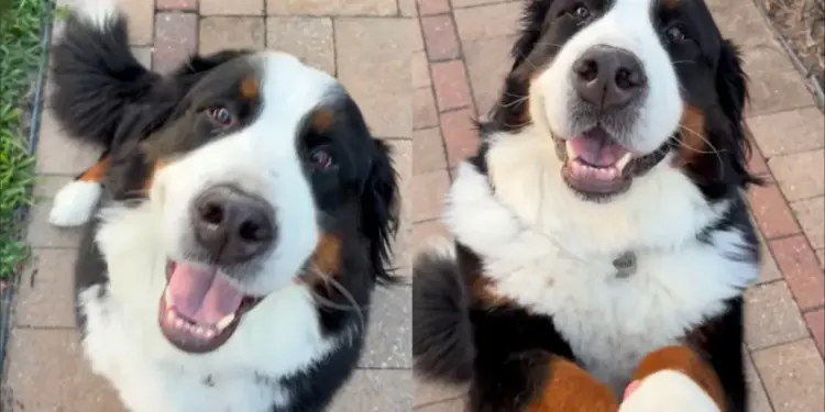 Dog Goes an Extra Mile When Human Asks for Paw & Does Something No One Saw Coming