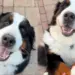 Dog Goes an Extra Mile When Human Asks for Paw & Does Something No One Saw Coming