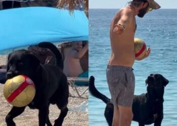 Dog Has the Sweetest Way of Stealing a Ball From Complete Strangers at the Beach