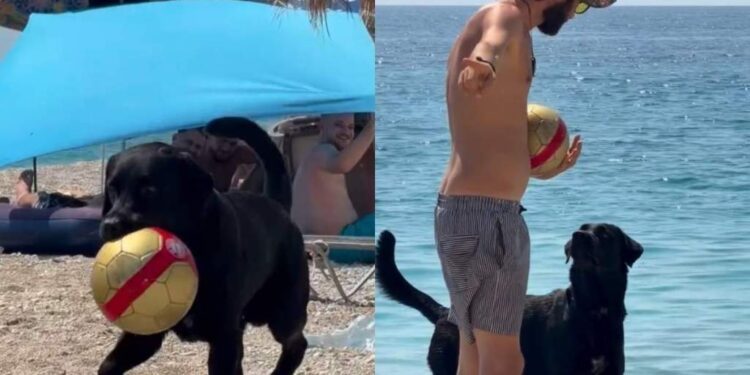 Dog Has the Sweetest Way of Stealing a Ball From Complete Strangers at the Beach