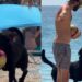 Dog Has the Sweetest Way of Stealing a Ball From Complete Strangers at the Beach