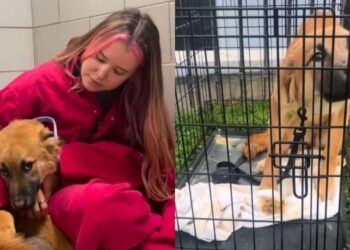 Human Finds Dog ‘Dumped’ in a Cage All Alone, Left To Fend for Herself