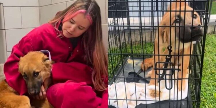 Human Finds Dog ‘Dumped’ in a Cage All Alone, Left To Fend for Herself