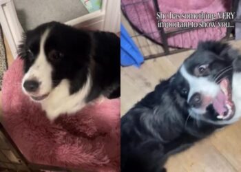 Mama Dog Excitedly Leads Human to Her Little Babies Like She Can’t Wait to Show Them Off