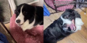 Mama Dog Excitedly Leads Human to Her Little Babies Like She Can’t Wait to Show Them Off