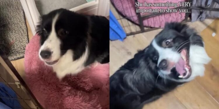 Mama Dog Excitedly Leads Human to Her Little Babies Like She Can’t Wait to Show Them Off
