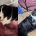 Mama Dog Excitedly Leads Human to Her Little Babies Like She Can’t Wait to Show Them Off