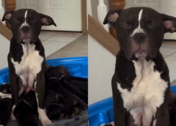 Mama Dog Can’t Keep Her Eyes Open While Nursing Her Hungry Puppies