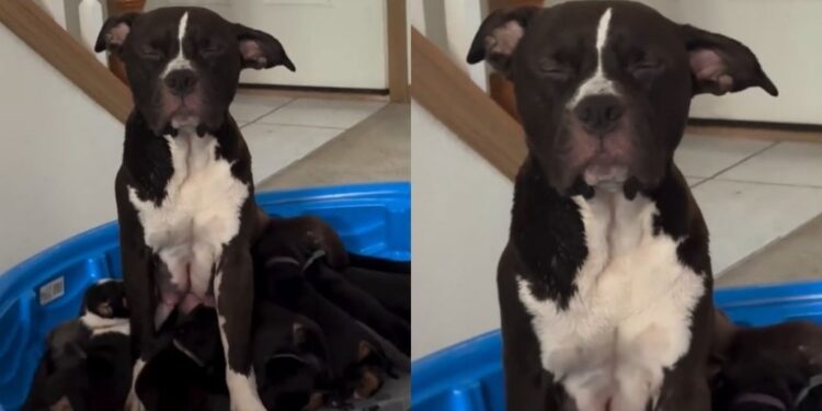 Mama Dog Can’t Keep Her Eyes Open While Nursing Her Hungry Puppies