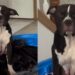 Mama Dog Can’t Keep Her Eyes Open While Nursing Her Hungry Puppies