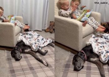 Mom Walks in on Unexpected Dog Cameo While Watching Her Two Toddlers Bond