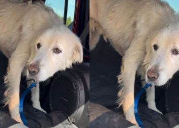 Rescue Dog Facing Final Days Walks Out of Shelter, Unaware It’s Her Last Time Leaving the Doors