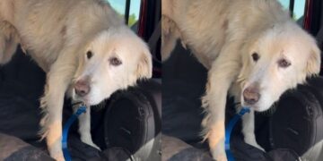 Rescue Dog Facing Final Days Walks Out of Shelter, Unaware It’s Her Last Time Leaving the Doors