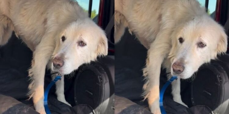 Rescue Dog Facing Final Days Walks Out of Shelter, Unaware It’s Her Last Time Leaving the Doors