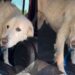 Rescue Dog Facing Final Days Walks Out of Shelter, Unaware It’s Her Last Time Leaving the Doors
