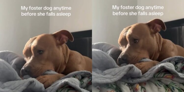 Dog Is Safe in a Loving Foster Home, but Still Does This Emotional Gesture Before Every Nap