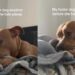 Dog Is Safe in a Loving Foster Home, but Still Does This Emotional Gesture Before Every Nap