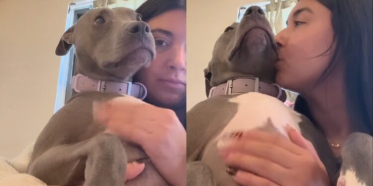 Rescue Dog Everyone Thinks Is ‘Dangerous’ Melts Into Human’s Arms, Scared of a Lawnmower