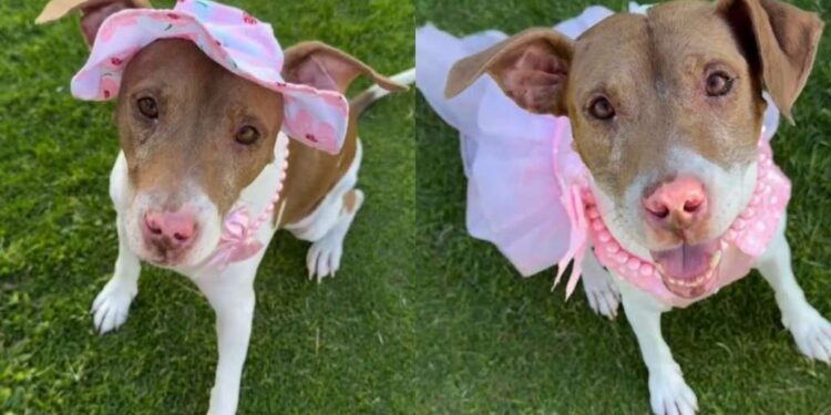 A Year Later, Rescue Dog Still Smiles the Same Way She Did on Her First Day at the Shelter