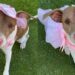 A Year Later, Rescue Dog Still Smiles the Same Way She Did on Her First Day at the Shelter