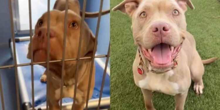 Rescue Dog Was Left To Starve by Her Family When They Moved With No Hope, Until Help Came Knocking