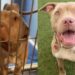Rescue Dog Was Left To Starve by Her Family When They Moved With No Hope, Until Help Came Knocking