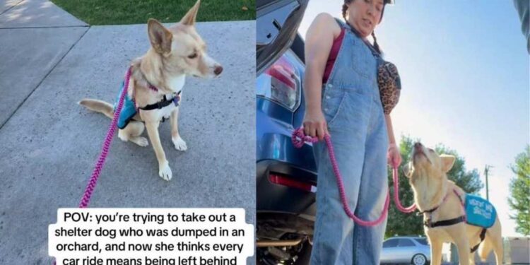 Human Takes Shelter Dog for a Car Ride, Unaware It Will Reveal a Painful Reminder of Her Past
