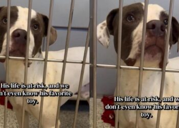 Shelter Dog at Risk of Losing Everything Leaves Human With Lingering Questions Nobody Can Answer