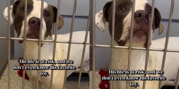 Shelter Dog at Risk of Losing Everything Leaves Human With Lingering Questions Nobody Can Answer