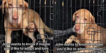 Shelter Dog Desperately Wants Out of Crate, Yearning for a Home Where He Can Finally Be Free