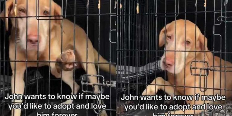Shelter Dog Desperately Wants Out of Crate, Yearning for a Home Where He Can Finally Be Free